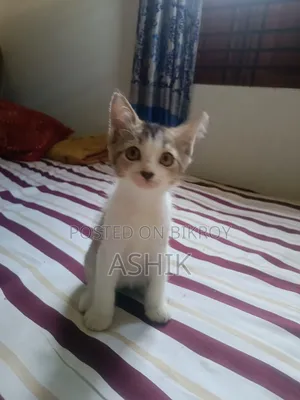 ১-৩ মাস নর মিশ্র জাতের বিড়াল