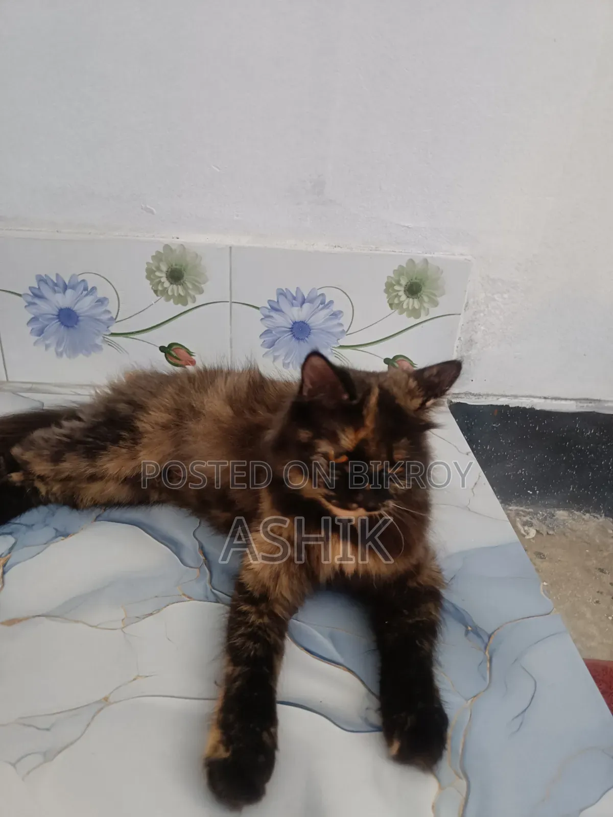 ১+ বছর বয়সী ফিমেল পিওর পারসিয়ান