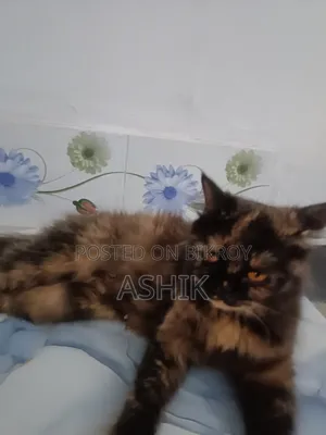 ১+ বছর বয়সী ফিমেল পিওর পারসিয়ান