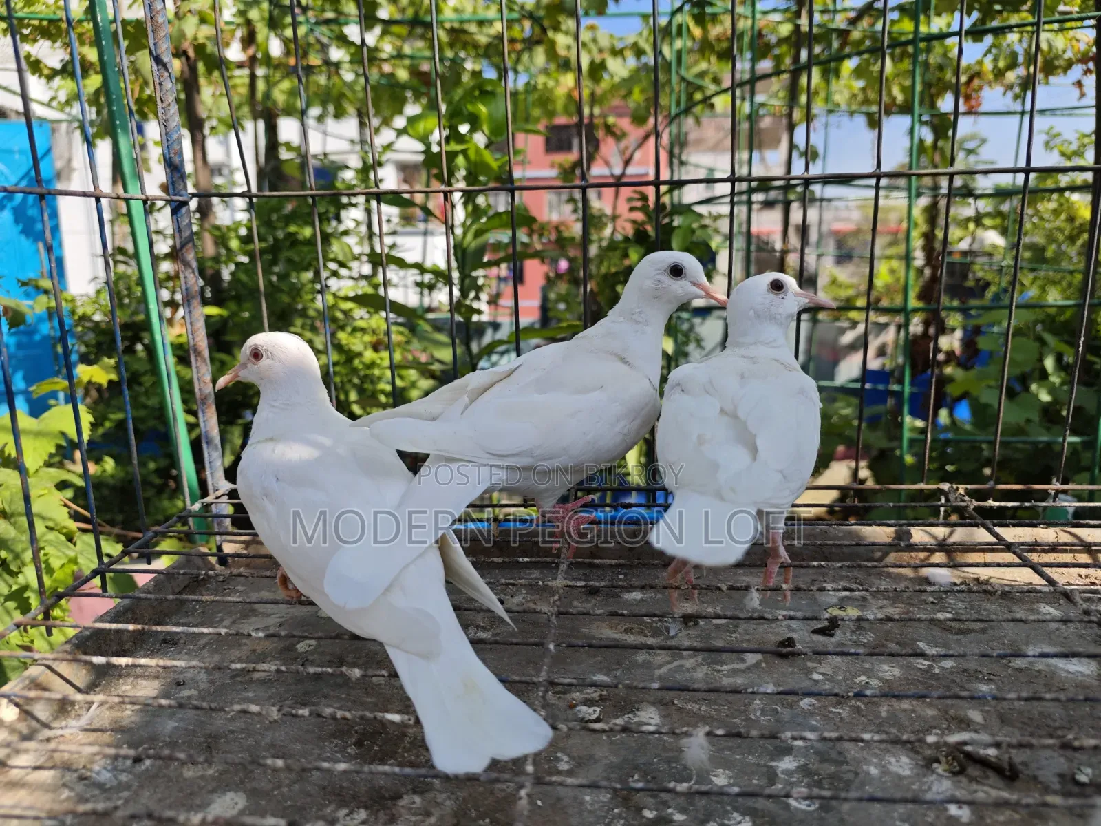 3 pieces of dove chicks for sale