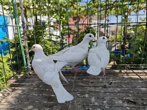 3 pieces of dove chicks for sale