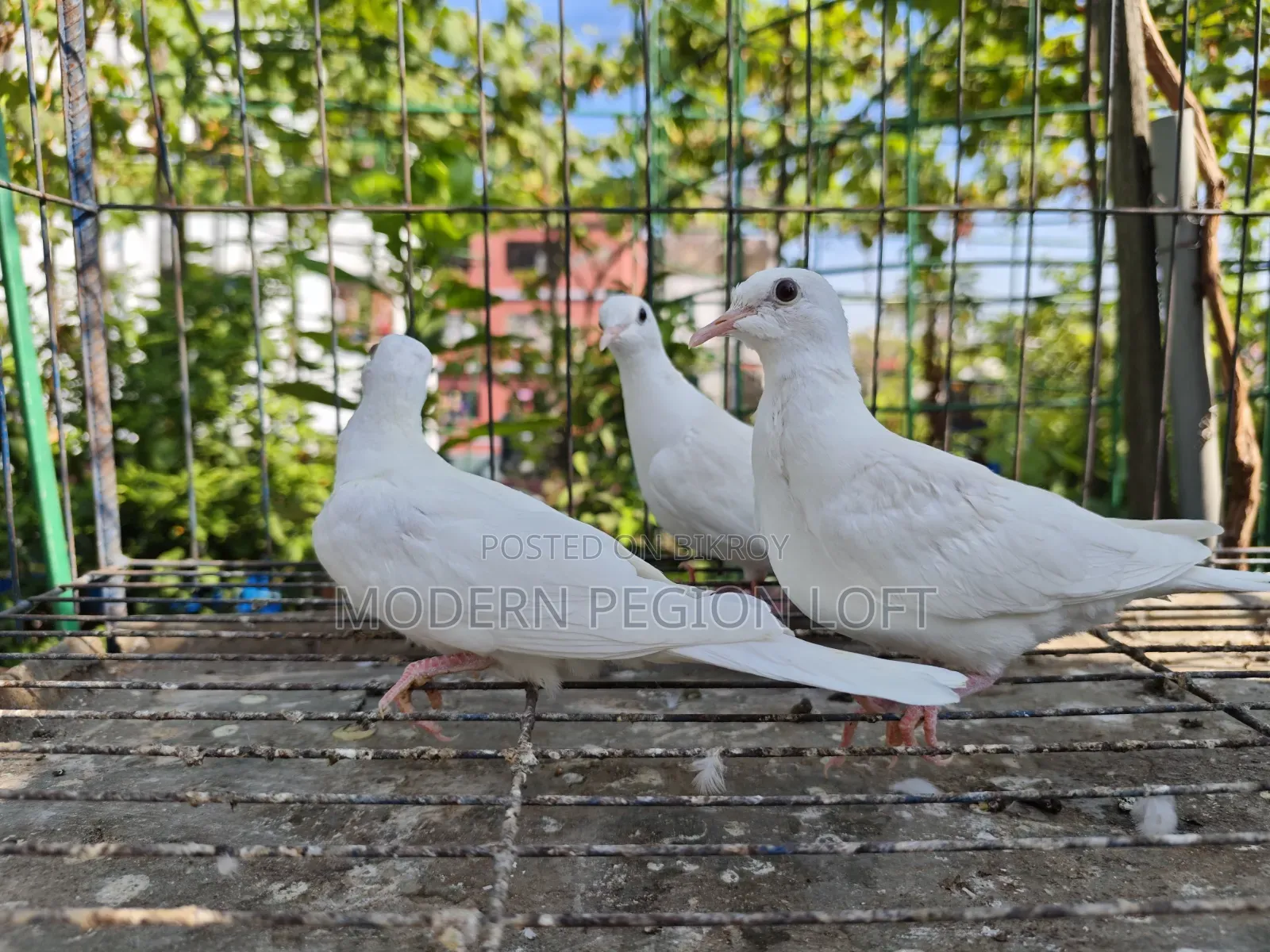 3 pieces of dove chicks for sale