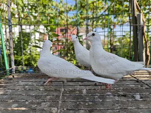3 pieces of dove chicks for sale