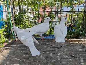 3 pieces of dove chicks for sale