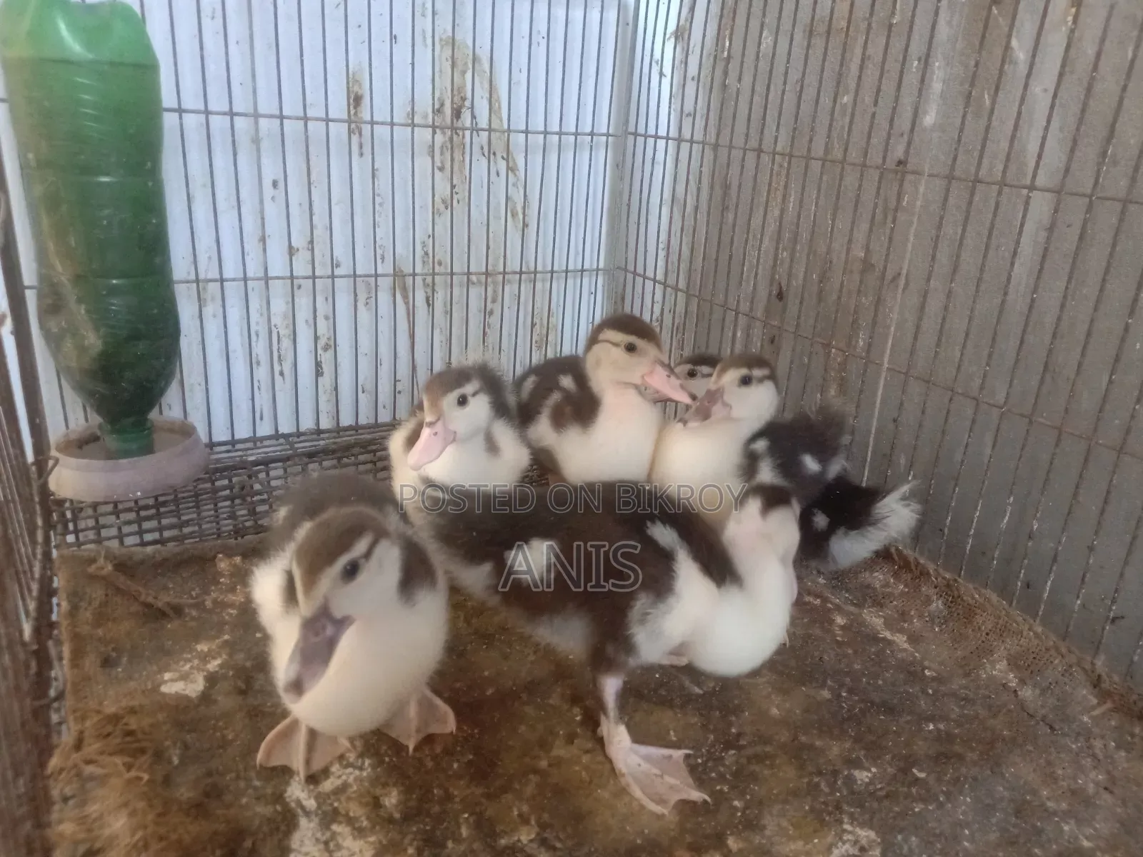 Muscovy ducklings.