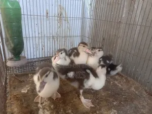Muscovy ducklings.