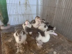 Muscovy ducklings.