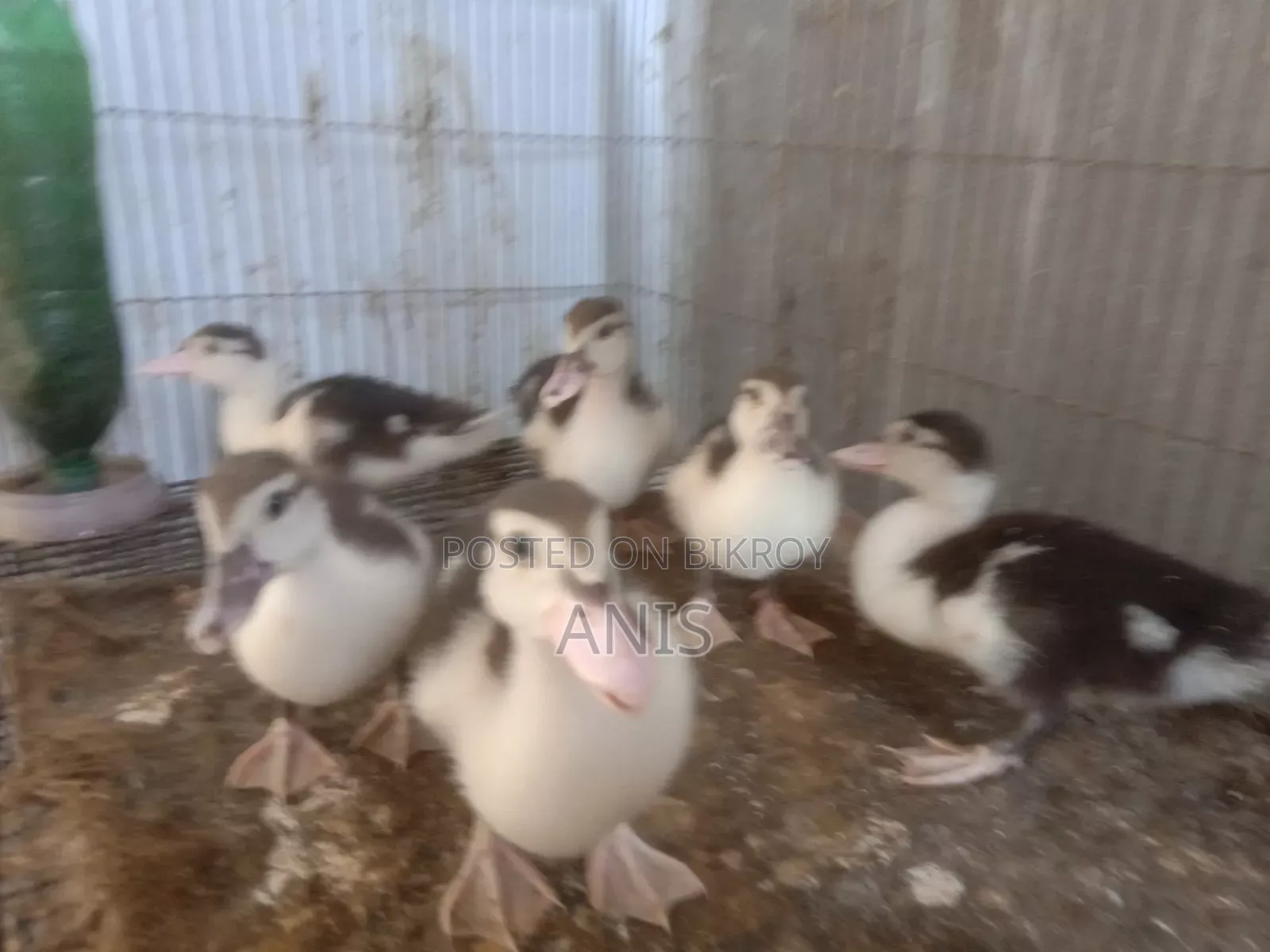Muscovy ducklings.