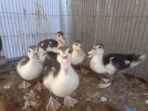 Muscovy ducklings.