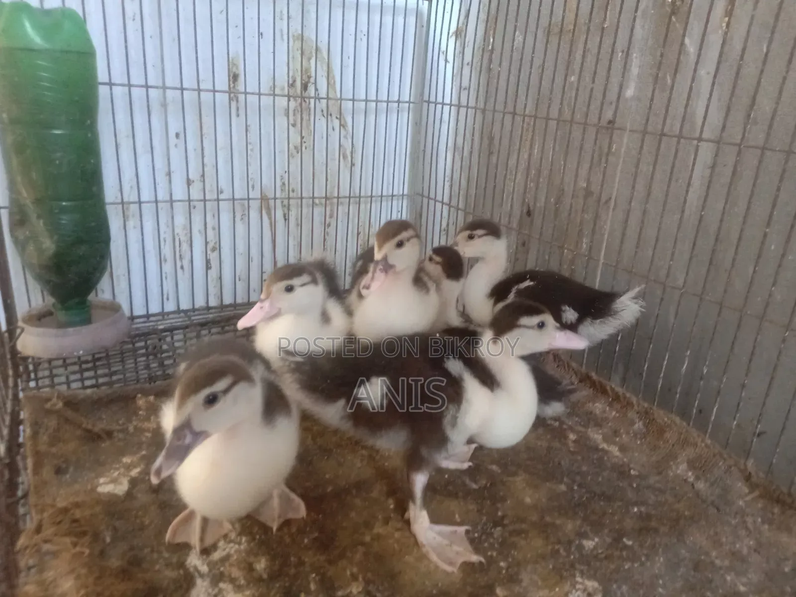 Muscovy ducklings.