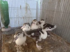 Muscovy ducklings.
