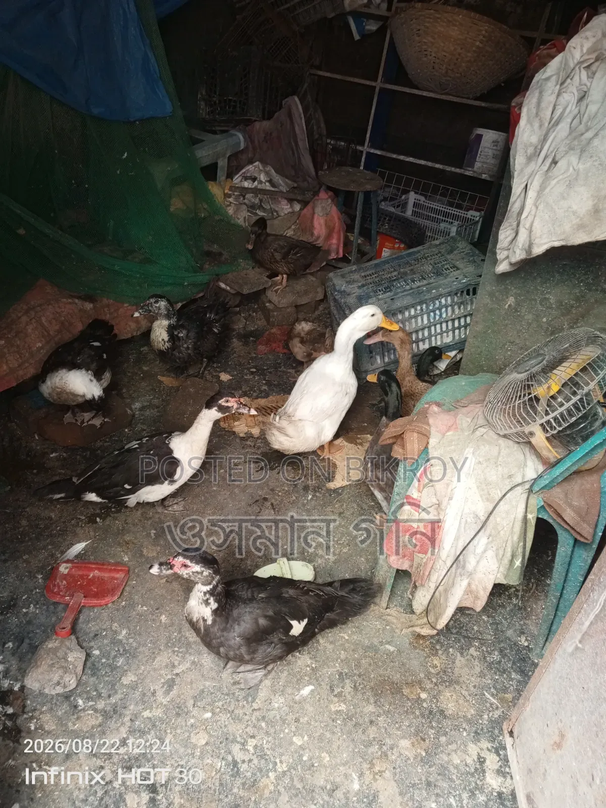 Muscovy Duck Fertile Egg
