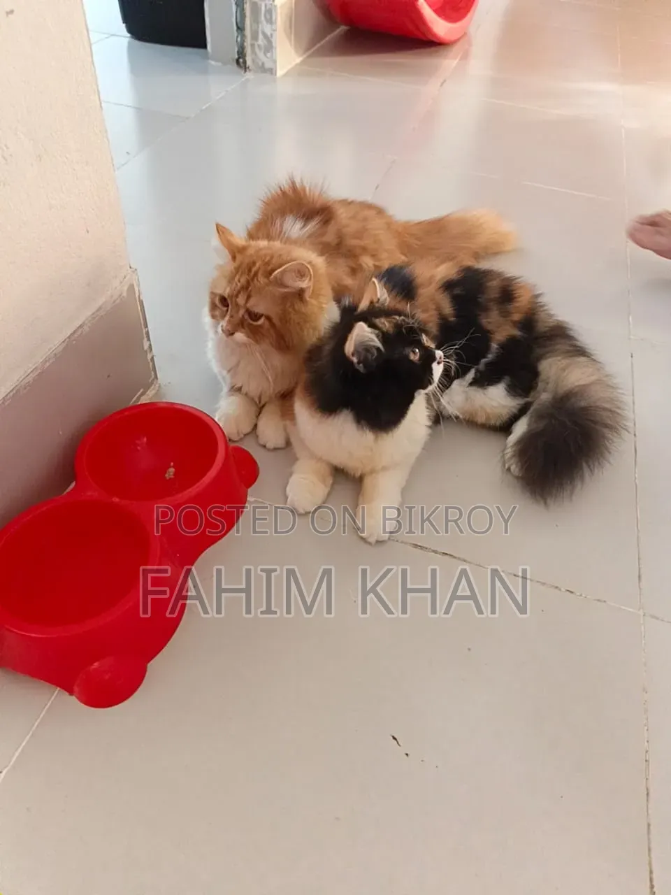 3-6 Months Male Purebred Persian