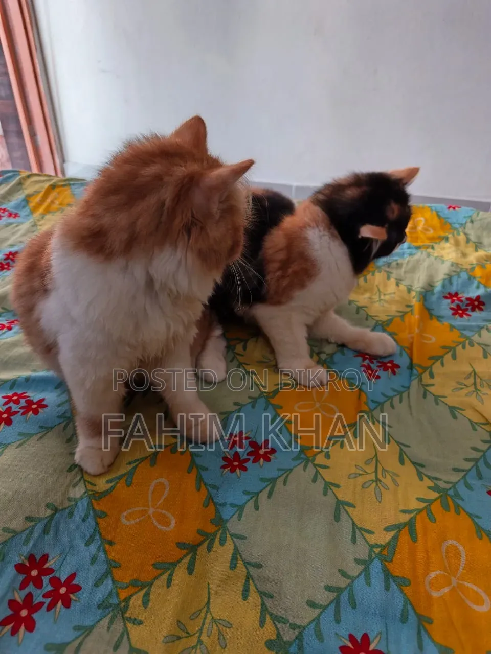 3-6 Months Male Purebred Persian