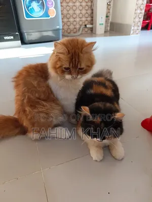 3-6 Months Male Purebred Persian
