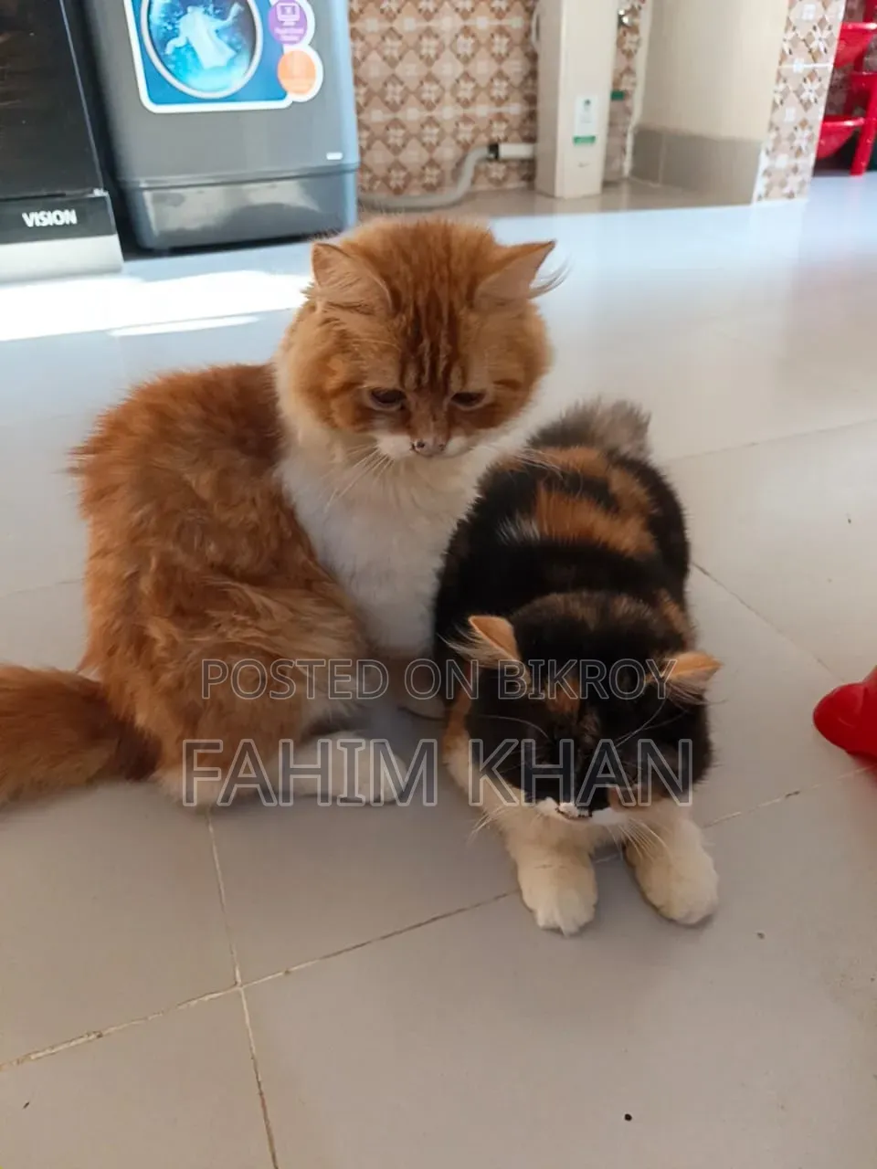 3-6 Months Male Purebred Persian