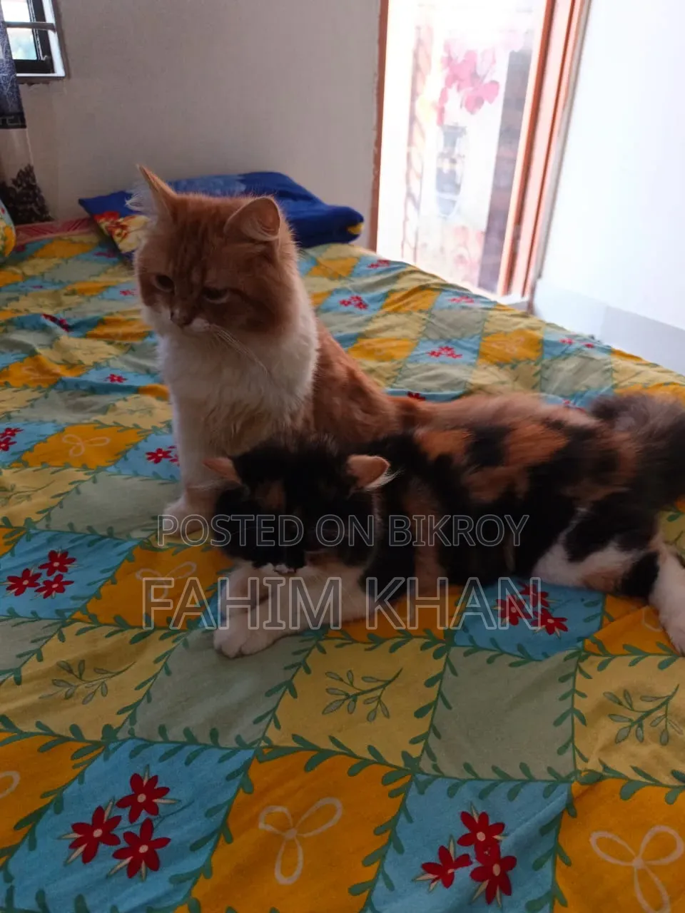 3-6 Months Male Purebred Persian