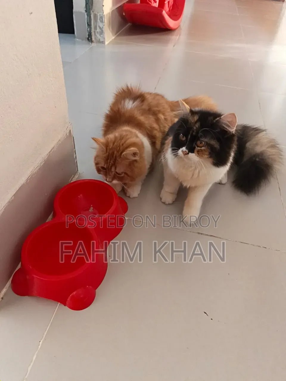 3-6 Months Male Purebred Persian