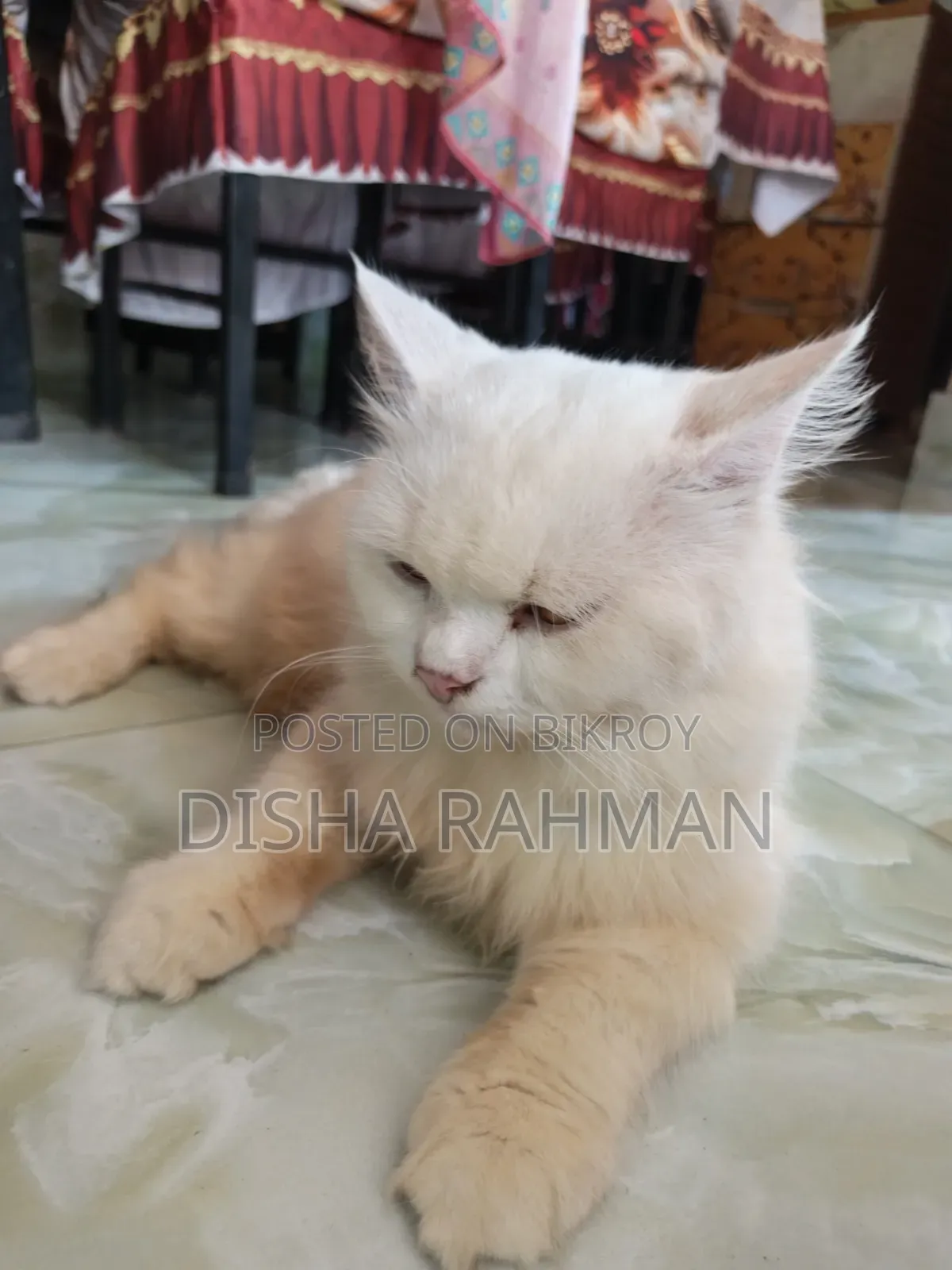 1+ year Male Purebred Persian