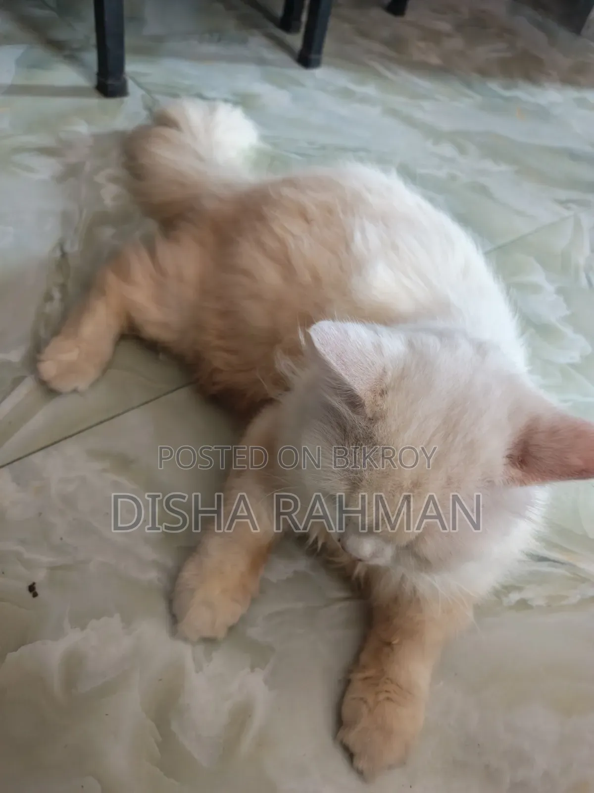 1+ year Male Purebred Persian