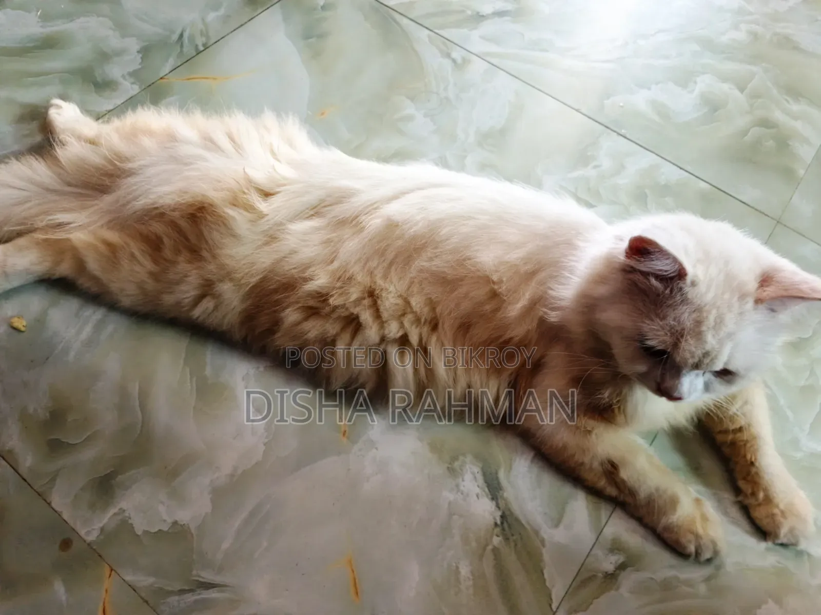 1+ year Male Purebred Persian