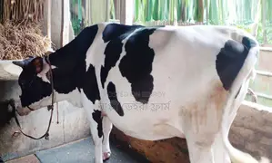 Dairy cow no. 1751 is for sale.