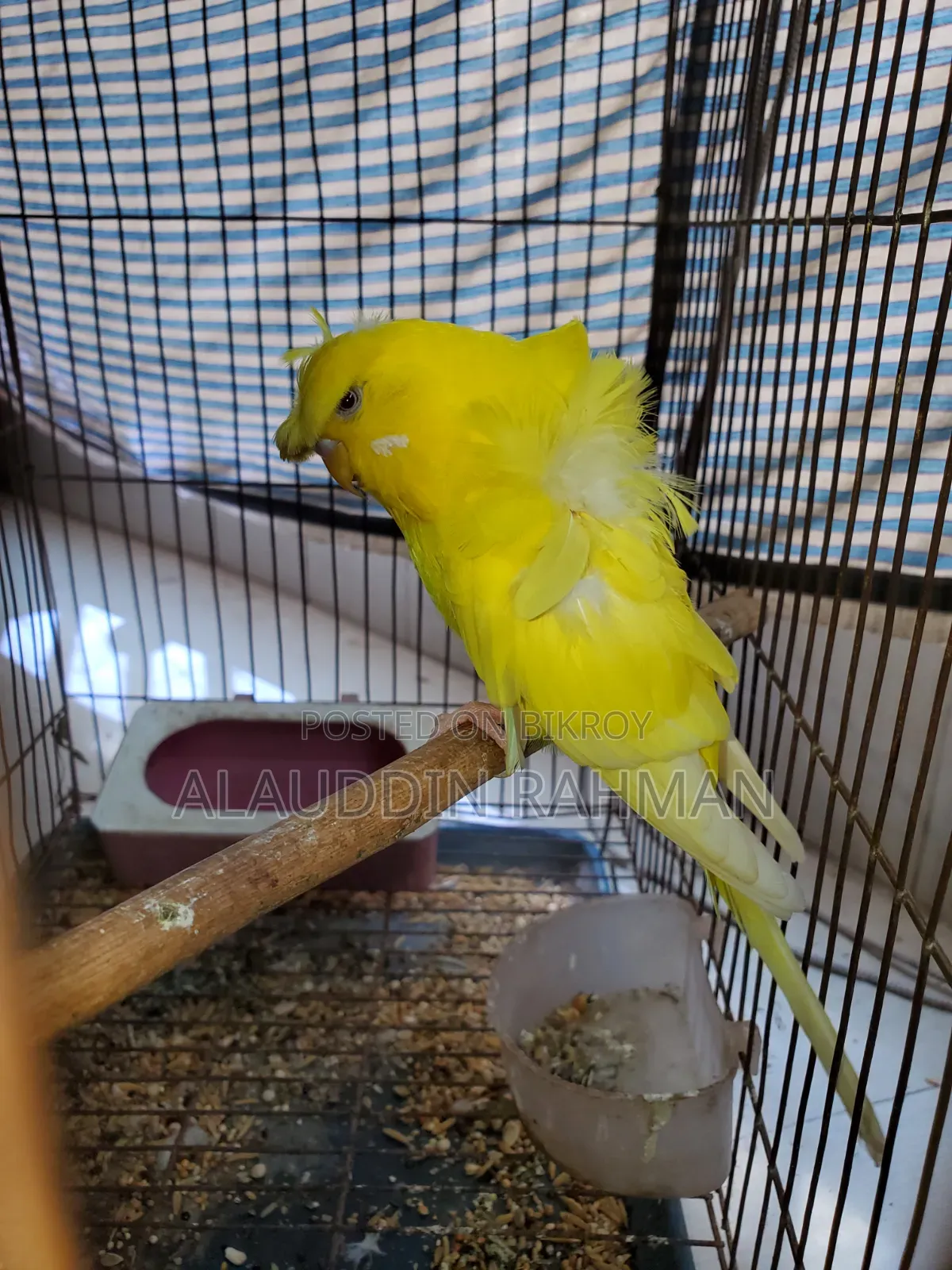 Lutino JP Budgerigar