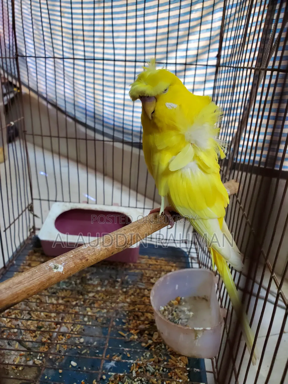 Lutino JP Budgerigar
