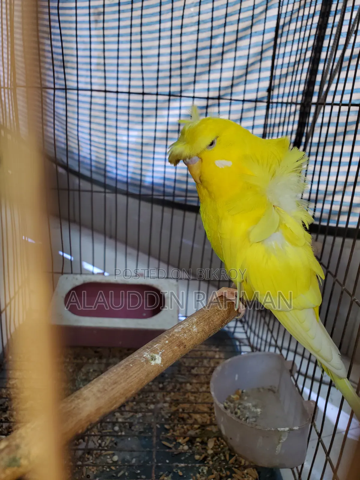 Lutino JP Budgerigar