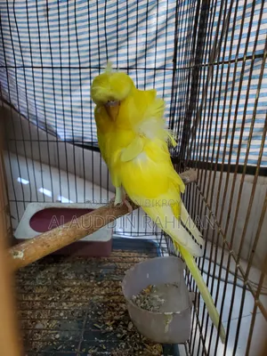 Lutino JP Budgerigar