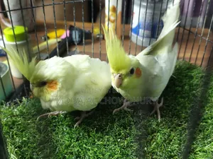 Two tame cockatiel birds for sale, come to hand and call Piku.