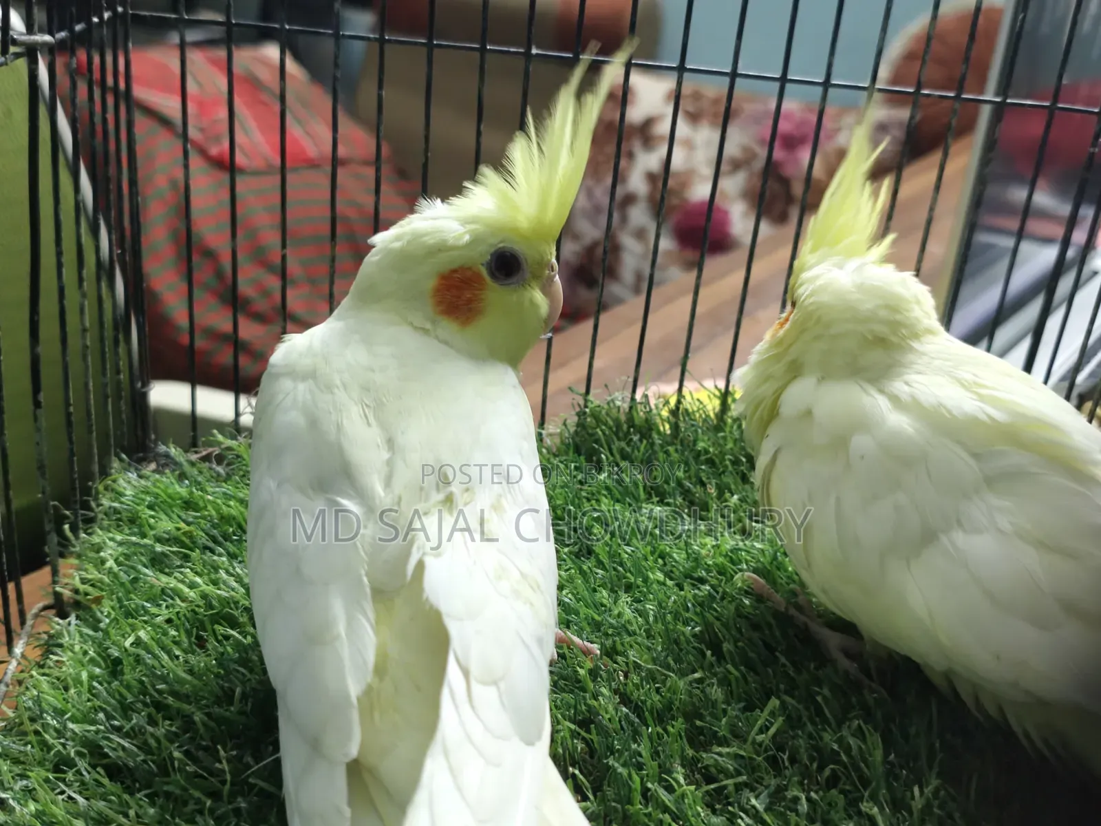Two tame cockatiel birds for sale, come to hand and call Piku.