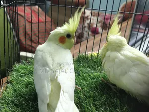 Two tame cockatiel birds for sale, come to hand and call Piku.