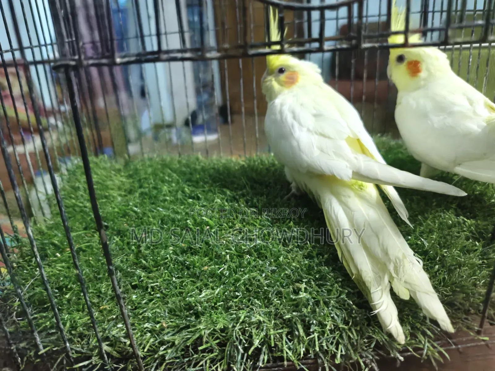 Two tame cockatiel birds for sale, come to hand and call Piku.