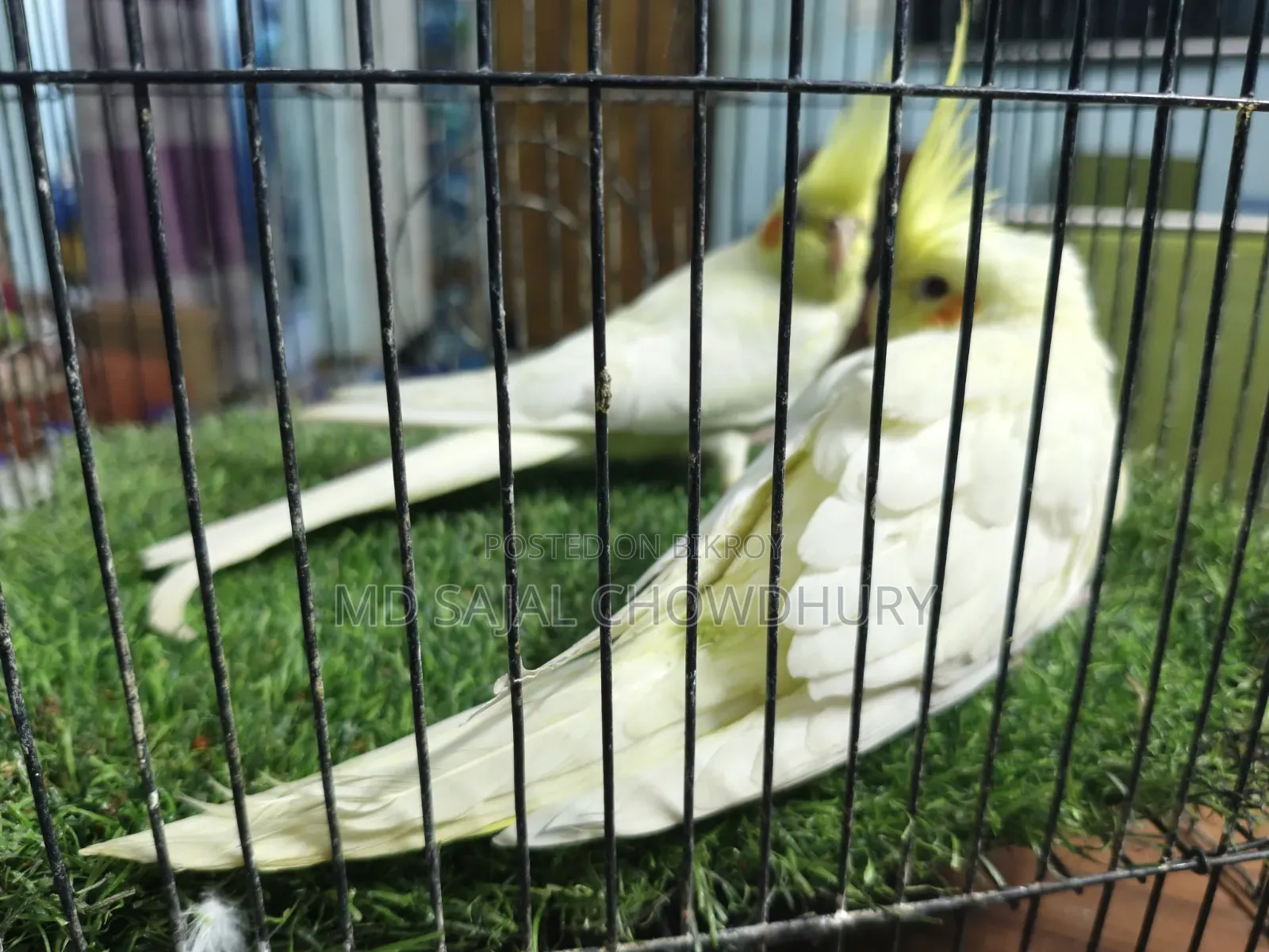 Two tame cockatiel birds for sale, come to hand and call Piku.