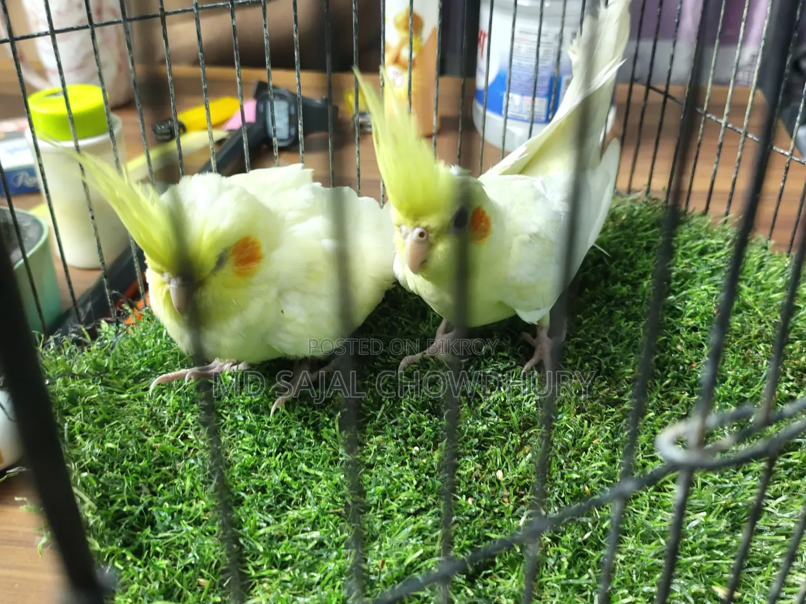 Two tame cockatiel birds for sale, come to hand and call Piku.