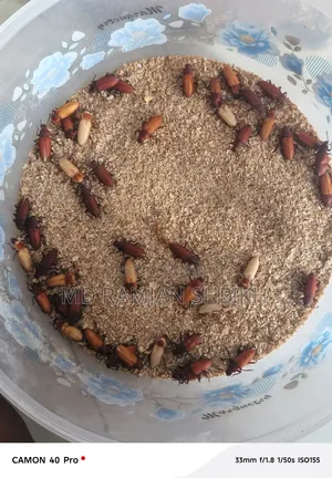 Beetle Insects for Sale