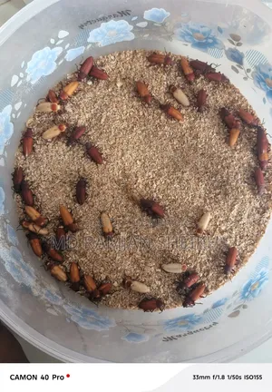 Beetle Insects for Sale