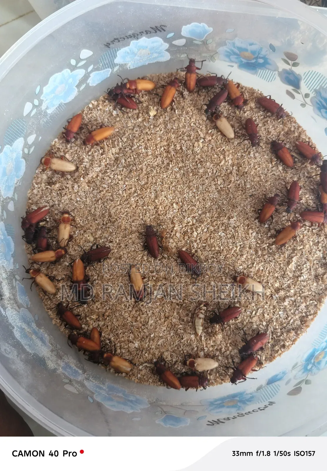 Beetle Insects for Sale
