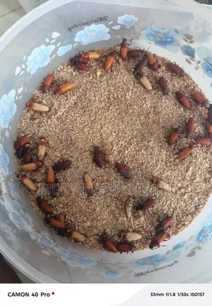 বিটল পোকা বিক্রয় করা হবে
