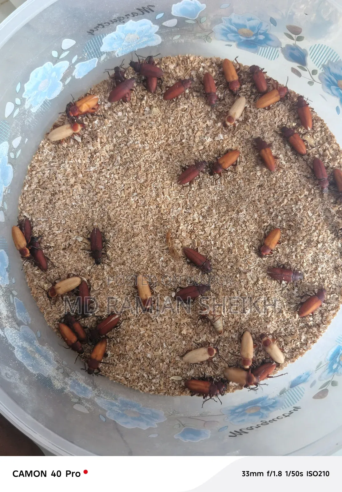 Beetle Insects for Sale