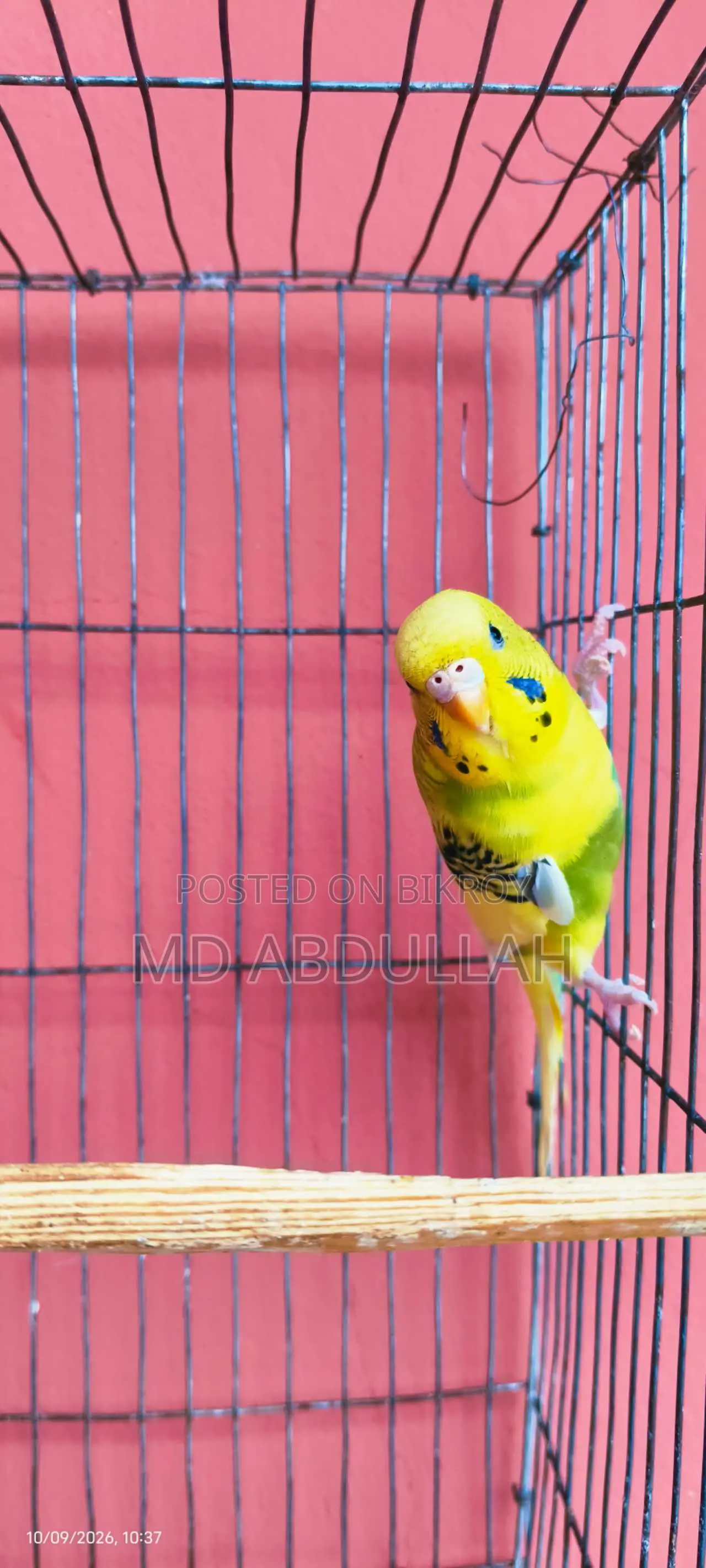 Budgie Bird