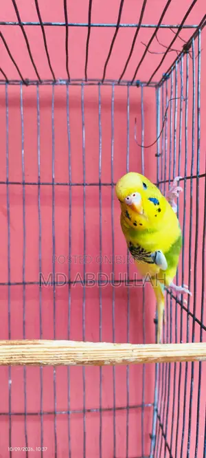 Budgie Bird