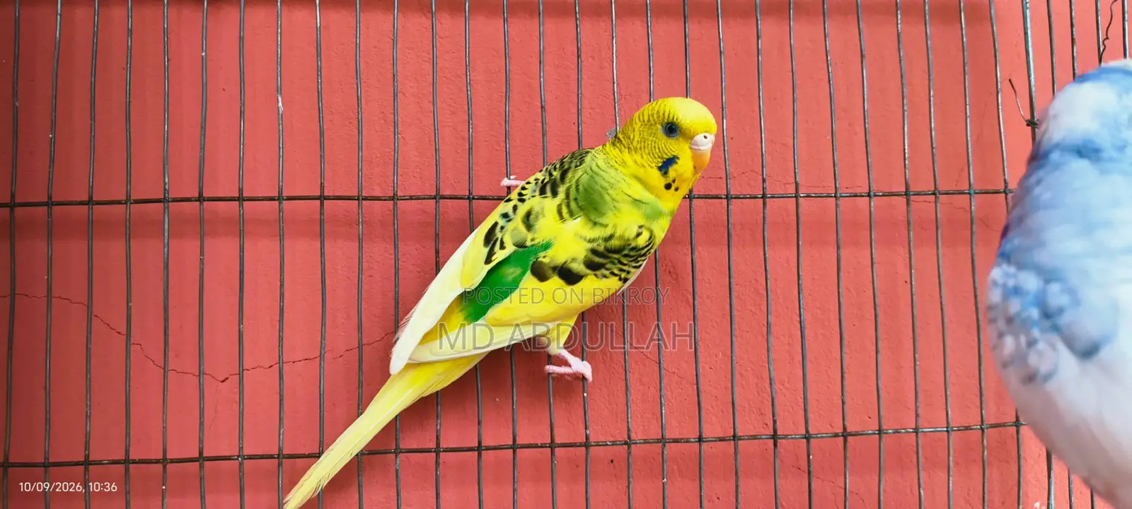 Budgie Bird