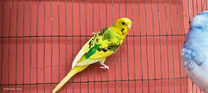 Budgie Bird