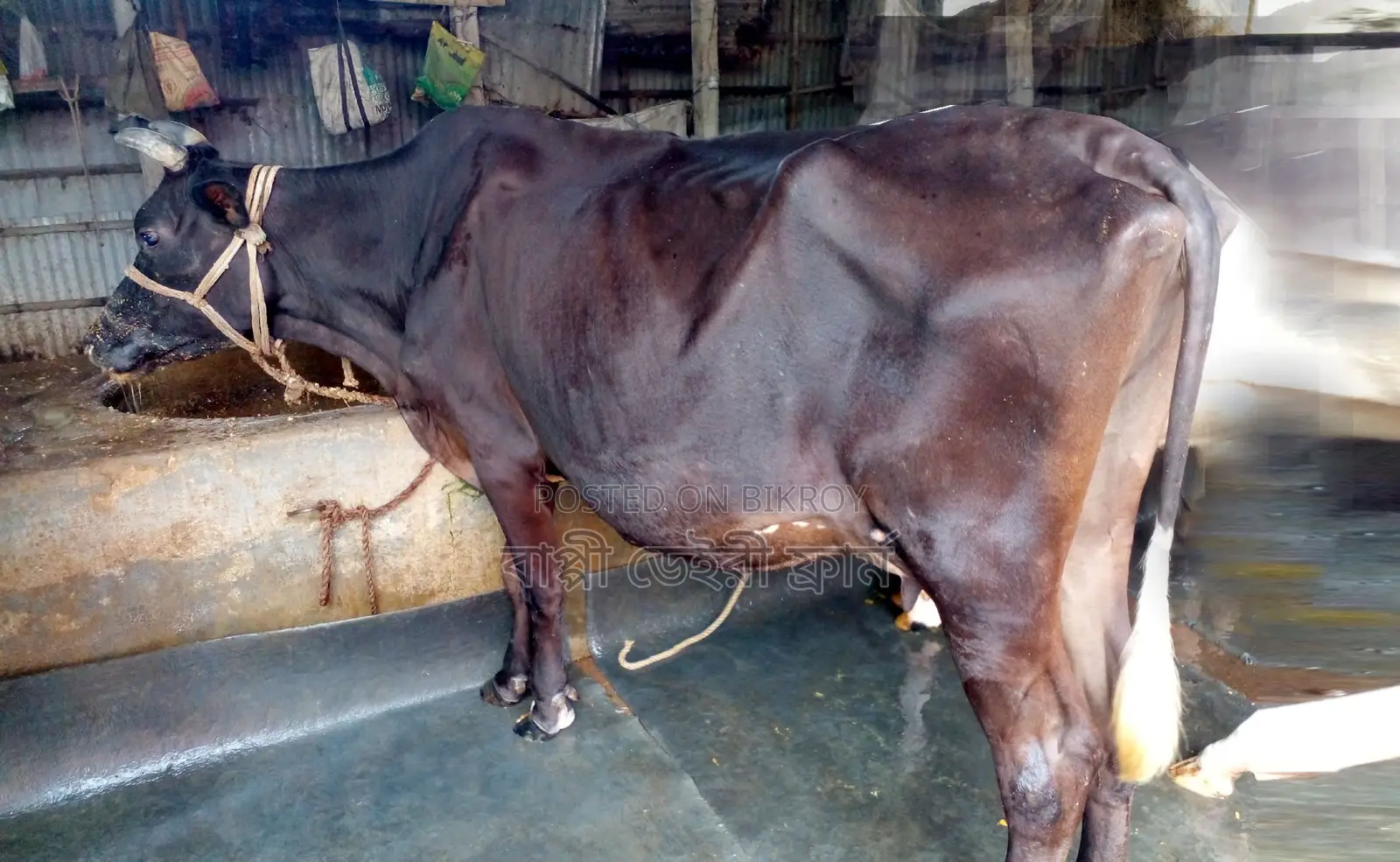 Buy cow number 1752, it will be good for rearing.