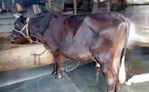 Buy cow number 1752, it will be good for rearing.