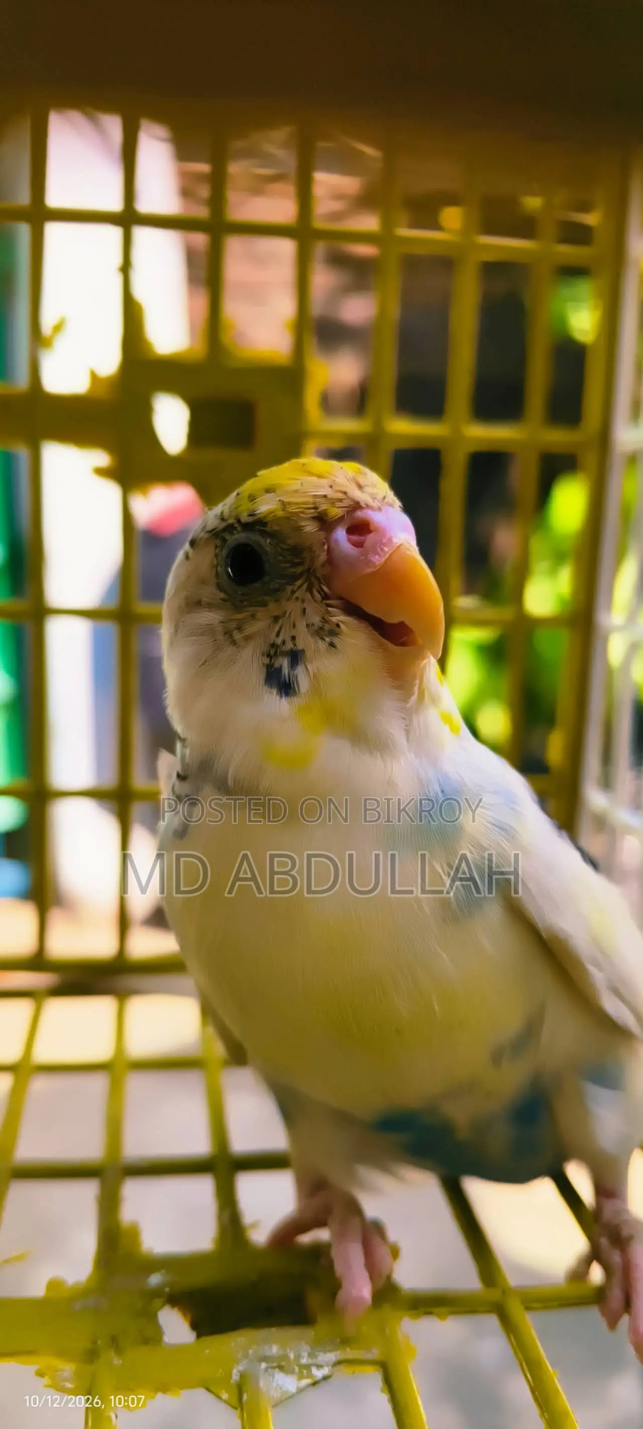 Budgerigar Bird