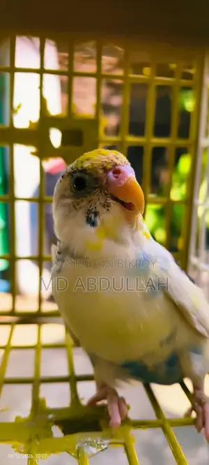 Budgerigar Bird