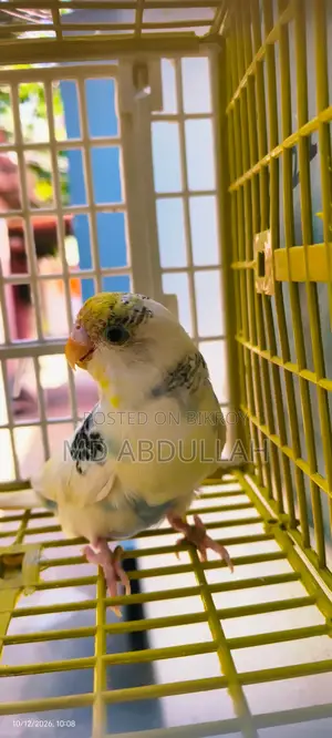 Budgerigar Bird